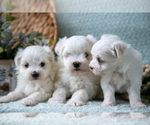 Image preview for Ad Listing. Nickname: Litter of 3