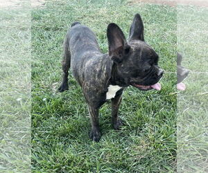 French Bulldog Dogs for adoption in Hesperia, CA, USA