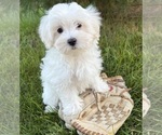 Fritz - Male Maltese Puppy for Sale - Photo #2