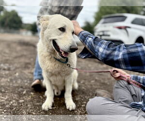 German Shepherd Dog Dogs for adoption in San Diego, CA, USA