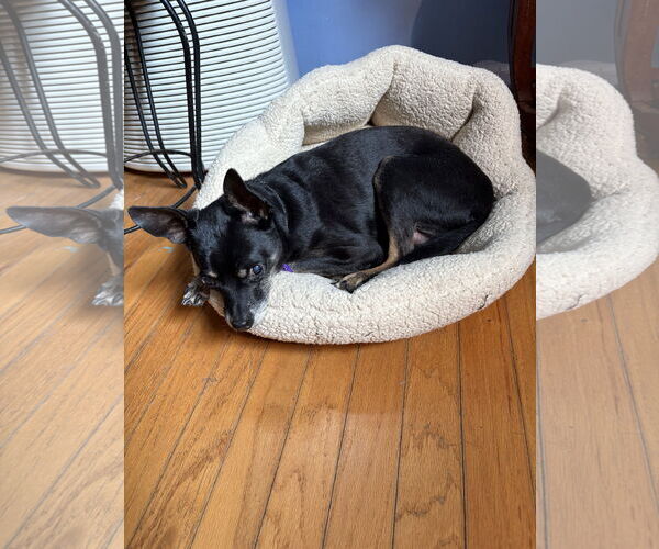 Medium Photo #2 Chihuahua-Unknown Mix Puppy For Sale in Wheaton, IL, USA