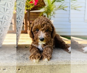 Poodle (Miniature) Puppy for Sale in HONEY BROOK, Pennsylvania USA