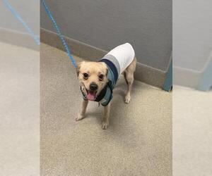 Malchi Dogs for adoption in Las Vegas, NV, USA