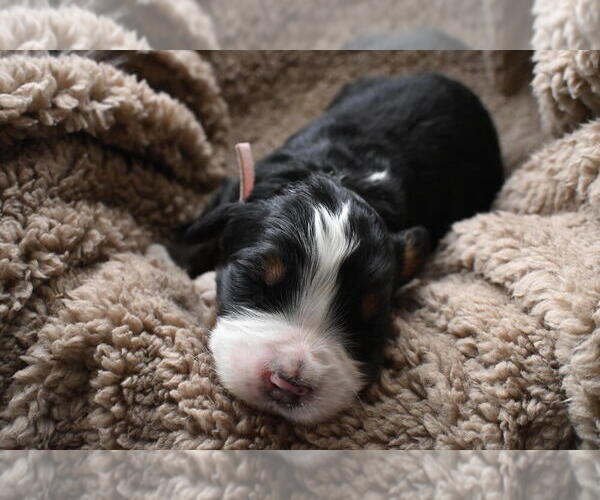 Medium Photo #40 Bernedoodle Puppy For Sale in ELMWOOD, IL, USA