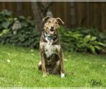 Small #1 Mutt