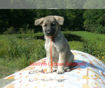 Small #1 German Shepherd Dog