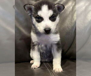 Medium Siberian Husky