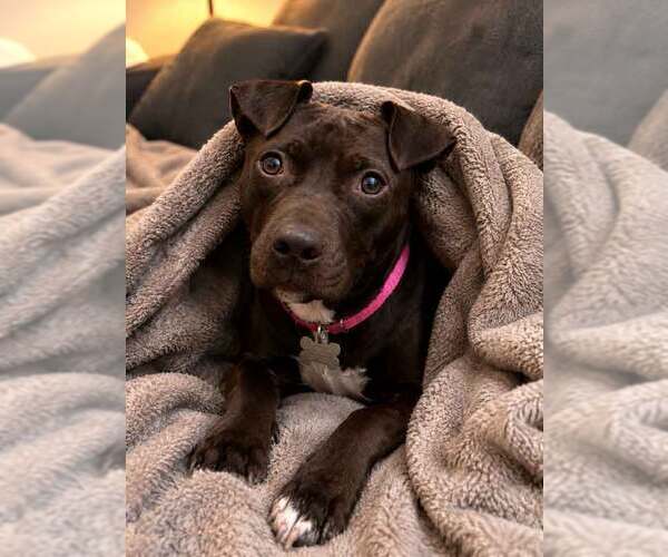 Medium Photo #2 Labrador Retriever-Unknown Mix Puppy For Sale in Kennesaw, GA, USA