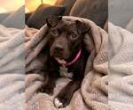 Small #1 Labrador Retriever Mix