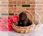Small #3 Labradoodle