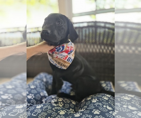 Medium Photo #1 Labrador Retriever Puppy For Sale in APPOMATTOX, VA, USA