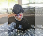 Small Labrador Retriever