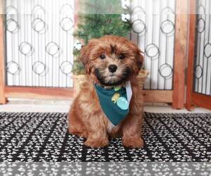 ShihPoo Puppy for sale in NAPLES, FL, USA