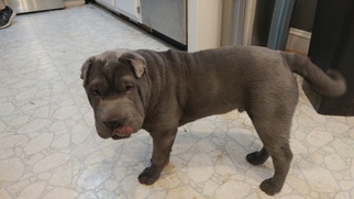 Chinese Shar-Pei Puppy for sale in STONE MOUNTAIN, GA, USA