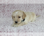 Small Photo #10 Goldendoodle Puppy For Sale in HOMELAND, CA, USA