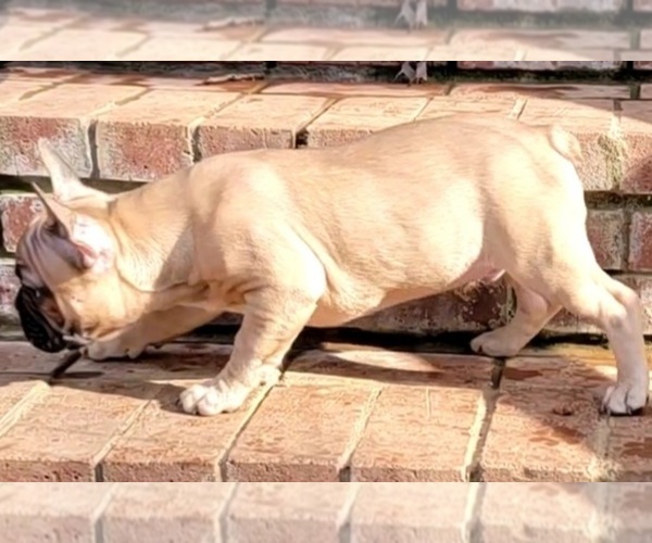 Medium Photo #12 French Bulldog Puppy For Sale in HUDDLESTON, VA, USA