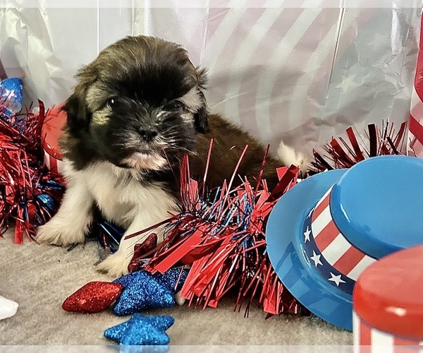 Medium Photo #11 Shih Tzu Puppy For Sale in DENTON, MD, USA