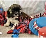 Small #10 Shih Tzu