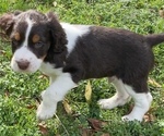 Small Photo #3 English Springer Spaniel Puppy For Sale in JAMES ISLAND, SC, USA