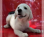 Small #1 Great Pyrenees