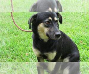 Mutt Dogs for adoption in Crossville, AL, USA