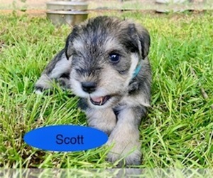 Schnauzer (Miniature) Puppy for Sale in EDGEWOOD, Maryland USA