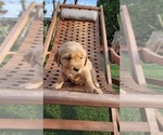 Puppy Blue collar Golden Retriever