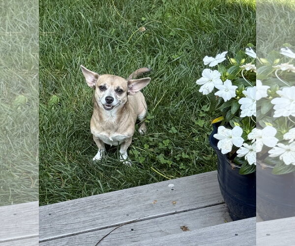 Medium Photo #9 Chiweenie Puppy For Sale in Oakhurst, NJ, USA
