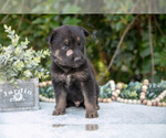 Small #2 German Shepherd Dog