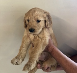 Goldendoodle Puppy for sale in CANTON, OH, USA