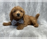 Small Photo #6 Goldendoodle (Miniature) Puppy For Sale in LAKELAND, FL, USA