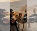 Small Labrador Retriever Mix