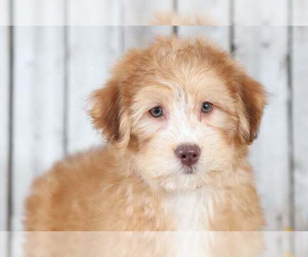 Medium Photo #1 Aussie-Poo Puppy For Sale in MOUNT VERNON, OH, USA