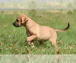 Small Photo #10 Australian Shepherd-Beagle Mix Puppy For Sale in Mechanicsburg, PA, USA