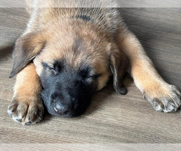 Medium Photo #2 Mutt Puppy For Sale in Germantown, OH, USA