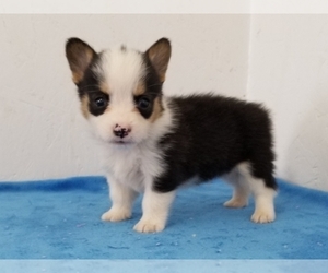 Pembroke Welsh Corgi Puppy for sale in CLARK, MO, USA