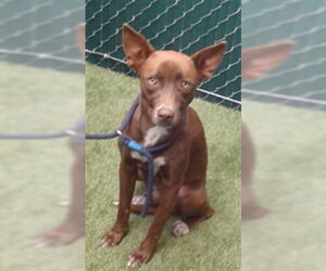 Medium American Pit Bull Terrier-Chihuahua Mix
