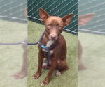 Small American Pit Bull Terrier-Chihuahua Mix