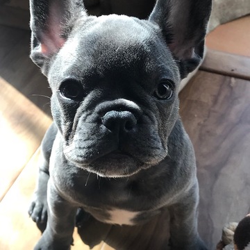 Medium Photo #1 French Bulldog Puppy For Sale in CITY INDUSTRY, CA, USA