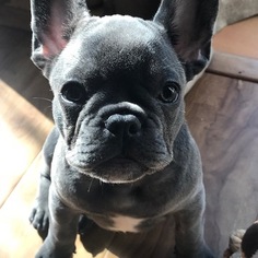 French Bulldog Puppy for sale in CITY INDUSTRY, CA, USA