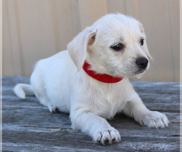 Medium Photo #3 Chihuahua-Unknown Mix Puppy For Sale in Bandera, TX, USA