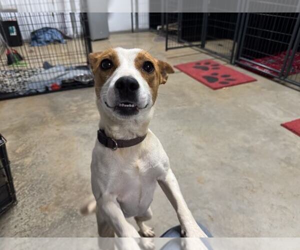 Medium Photo #1 Jack Russell Terrier-Unknown Mix Puppy For Sale in Spring Lake, NC, USA
