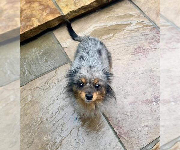 Medium Photo #1 Pomeranian-Unknown Mix Puppy For Sale in Toronto, Ontario, Canada