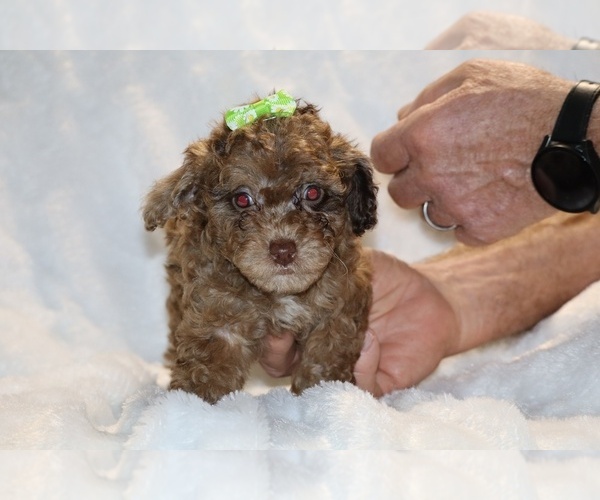 Medium Photo #5 Poodle (Toy) Puppy For Sale in DYERSBURG, TN, USA