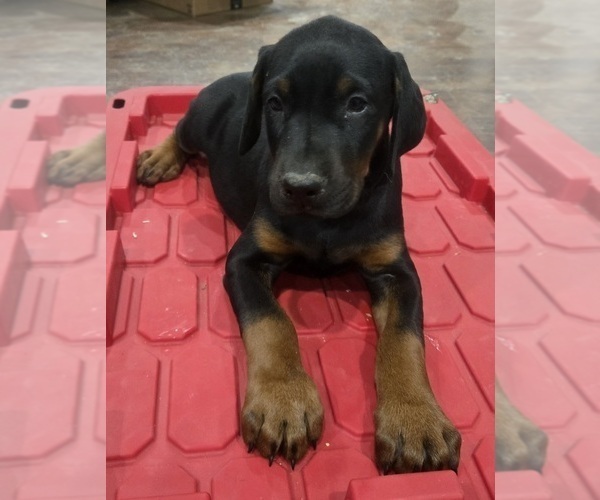 Medium Photo #33 Doberman Pinscher Puppy For Sale in BEGGS, OK, USA
