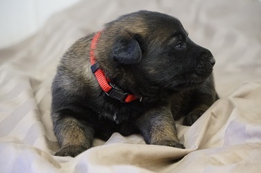 Medium Photo #6 Belgian Malinois Puppy For Sale in ETOWAH, OK, USA