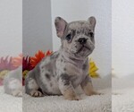 Small Photo #26 French Bulldog Puppy For Sale in GOSHEN, IN, USA