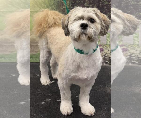 Medium Photo #6 Shih Tzu-Unknown Mix Puppy For Sale in Westminster, MD, USA