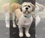 Small #5 Shih Tzu Mix