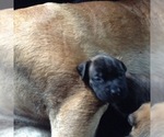 Small Photo #34 American Mastiff Puppy For Sale in ALEXANDRIA, VA, USA